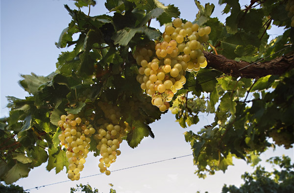 Torrontes - odrůda hroznů a víno