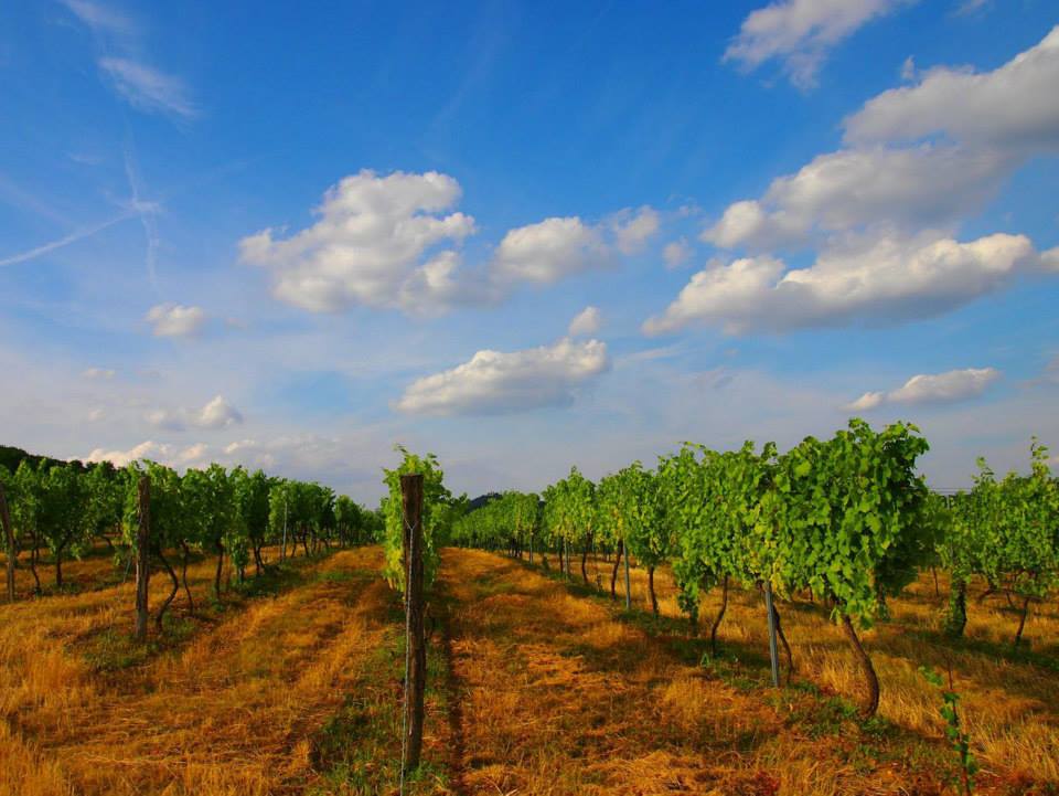 Vinárske závody Topoľčianky – CHÂTEAU TOPOĽČIANKY, vinice