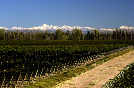Vinařství Valentin Bianchi, vinice v oblasti Mendoza