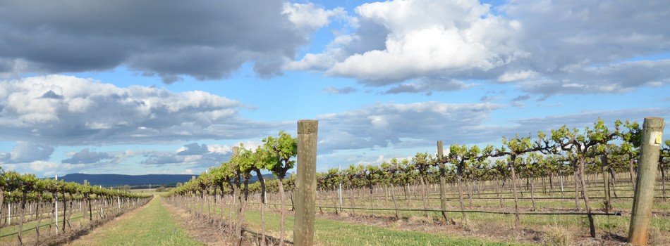 Vinařství Berton Vineyards, vinice v Austrálii