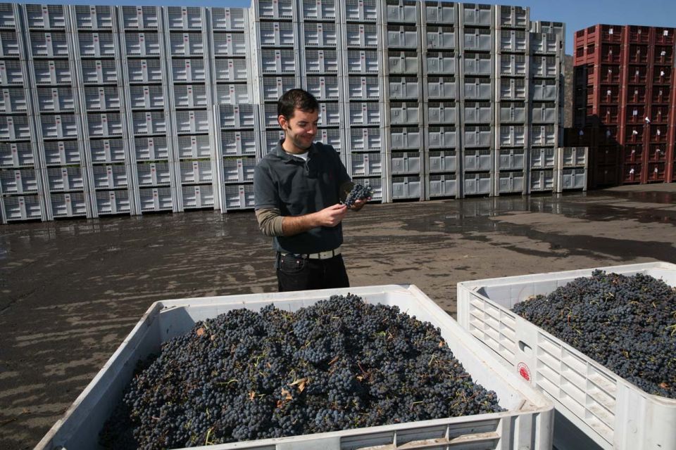 Vinařství Viňa Tarapacá, kontrola hroznů po sběru