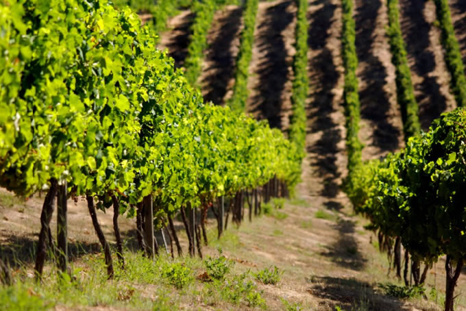 Vinařství Viňa Tarapacá, vinice v Leyda Valley